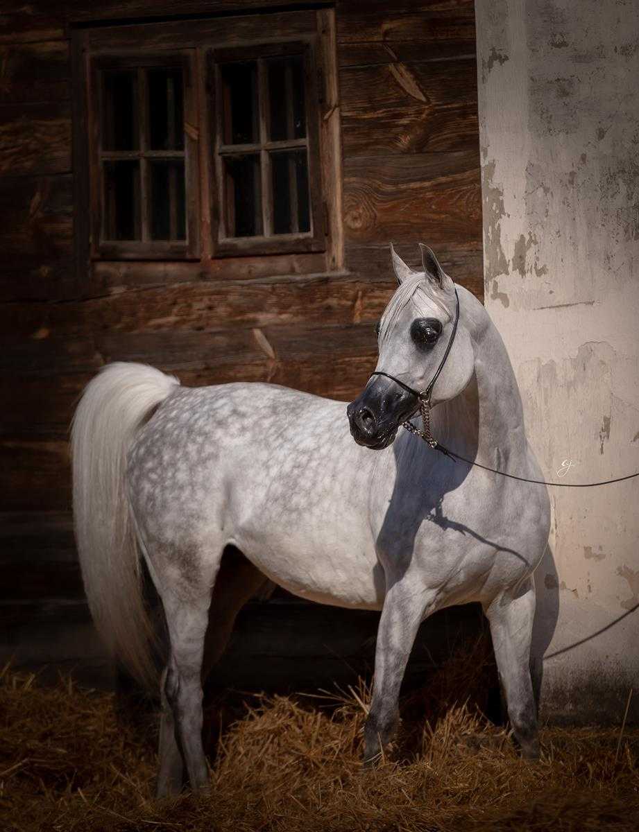 ATAKAMA — Mare · 11y